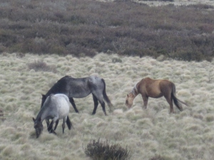 Brumbies of the High Country